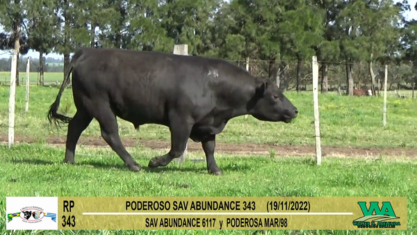 Lote Toros Angus a remate en Cabaña La Poderosa, Florida