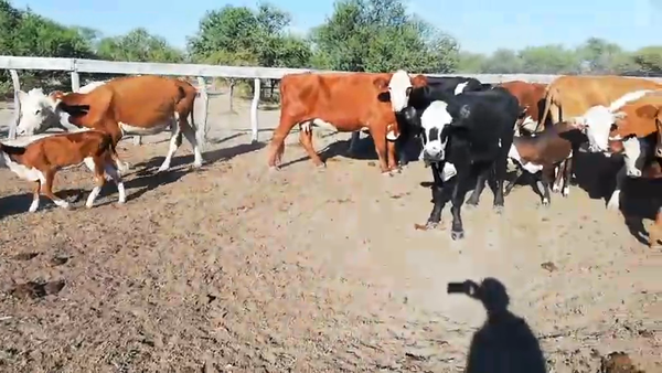 Lote 33 Vacas nuevas C/ cria en Federal, Entre Ríos