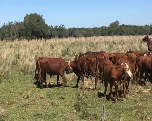 Lote 45 Novillitos en Mercedes, Corrientes