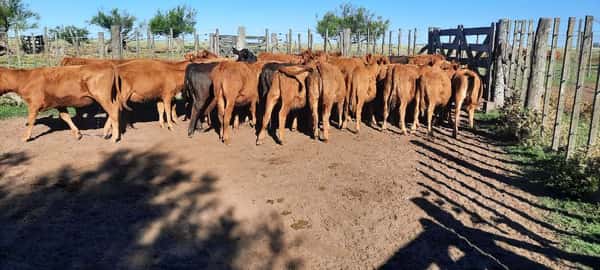 Lote 40 Terneras en Gral. Lamadrid, Buenos Aires