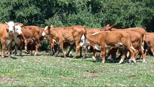 Lote 80 Terneros/as