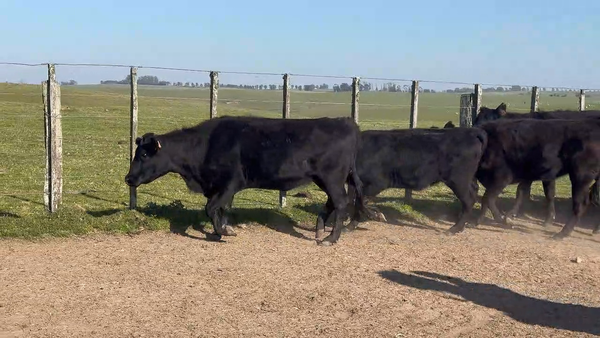 Lote 100 Vaquillonas 1 a 2 años en Buena Vista, Cerro Largo