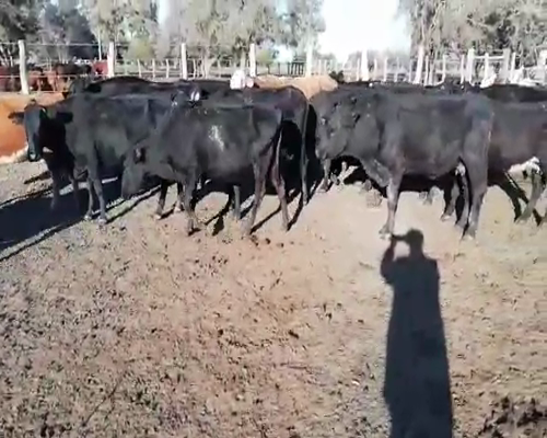 Lote 30 Vacas de invernar en Villaguay, Entre Ríos