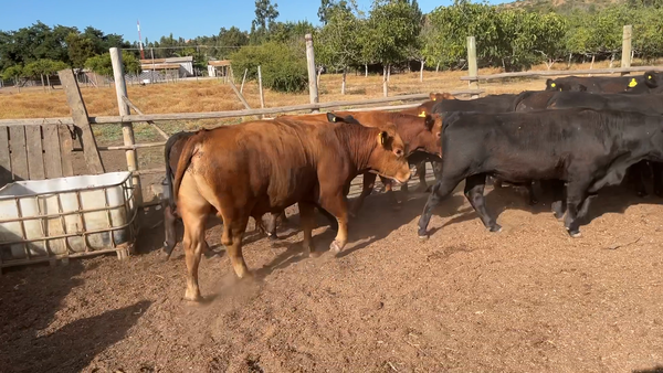 Lote 17 Ternero en Melipilla, Región Metropolitana