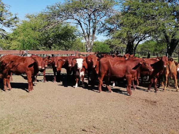 Lote 23 Terneras en Entre Ríos, Federal