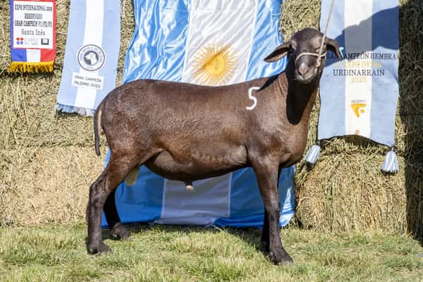 Lote SANTA INES P.P.