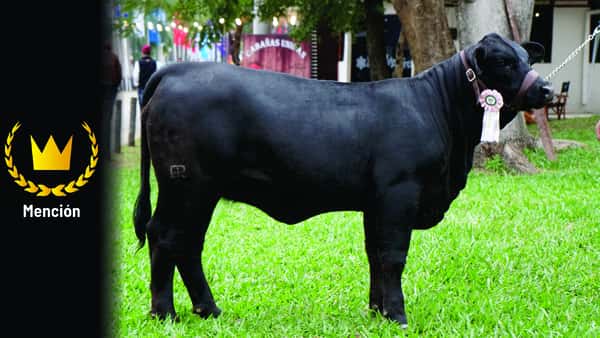 Lote Brangus a Bozal Expo 2022 RP 3465 - Lote 3