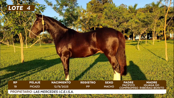 Lote LOTE 4- BOZAL