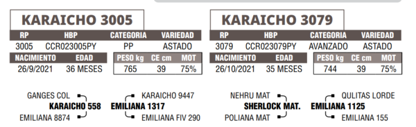 Lote LOTE 15