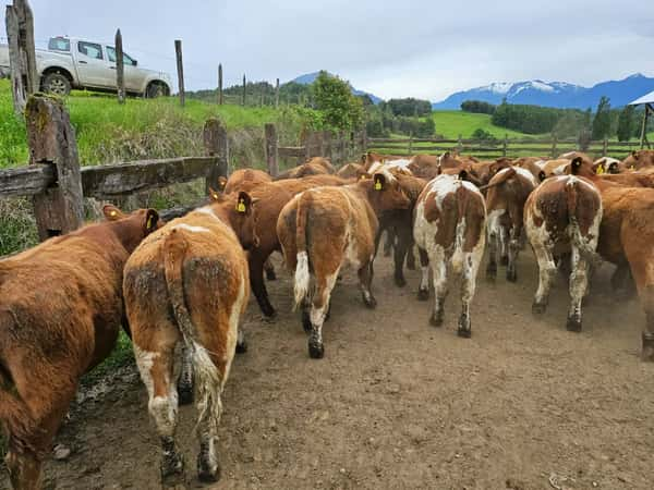 Lote 60 Ternero en Futrono, XIV Región Los Ríos