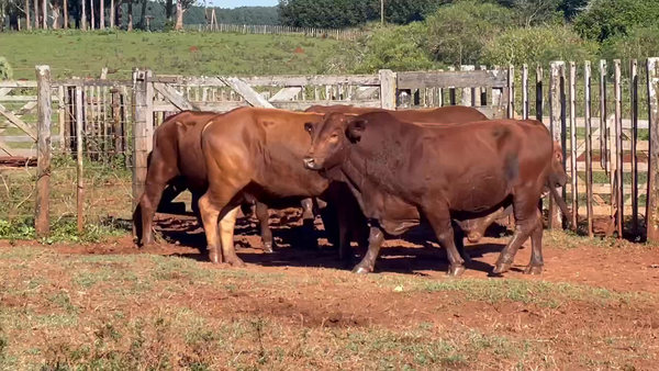 Lote 80 Vacas de invernar en Virasoro, Corrientes