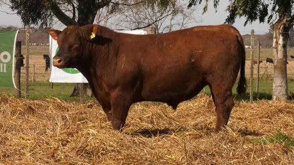 Lote TOROS PUROS POR CRUZA