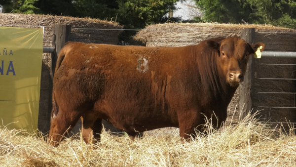 Lote TOROS ANGUS PURO CONTROLADO