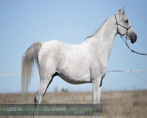 Lote CQ DHAKAR