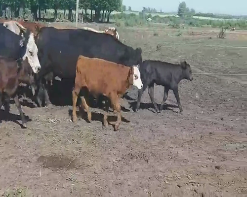 Lote 40 Vacas CUT con cría en Villa Elisa, Entre Ríos