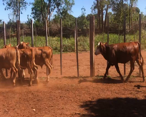 Lote 21 Terneros/as en San Carlos, Corrientes