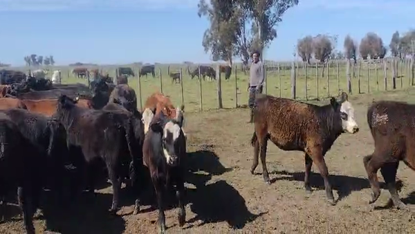 Lote 67 Terneros/as
