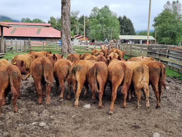 Lote 60 Ternero en Futrono, XIV Región Los Ríos