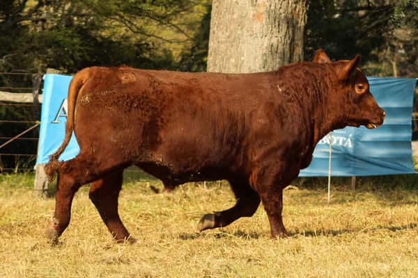 Lote CABAÑA COEMBOTÁ: RP 268