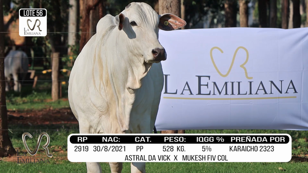 Lote LOTE 56