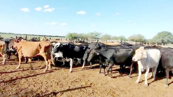 Lote 70 Vacas de invernar en Quimilí, Santiago del Estero