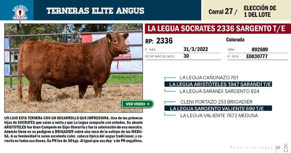 Lote TERNERAS ELITE