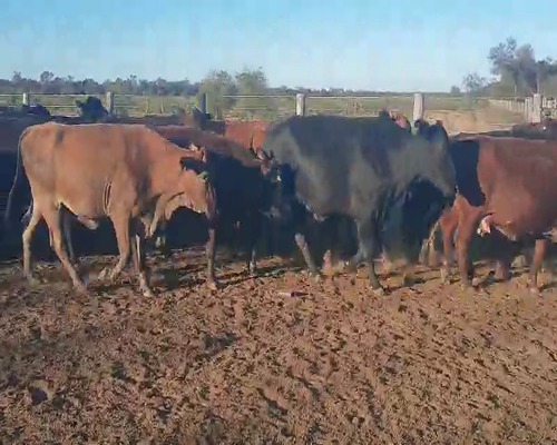 Lote 82 Vacas  en Quimilí, Santiago del Estero