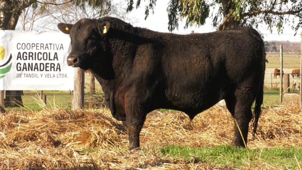 Lote TOROS PUROS POR CRUZA