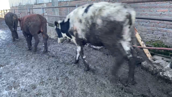 Lote 50 Novillo Engorda en San Bernardo, Región Metropolitana