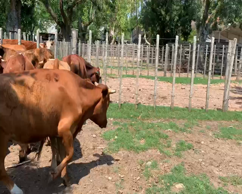 Lote 20 Novillos 2 a 3 años en Melo, Cerro Largo