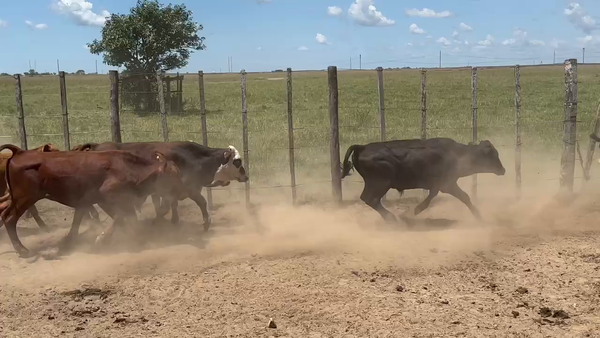 Lote 130 Terneros en Ita-Ibate, Corrientes