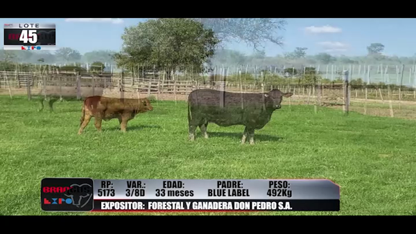 Lote Brangus a Campo Expo 2022 - Lote 45