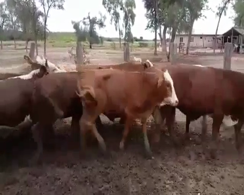 Lote 130 Novillos en Juan José Castelli, Chaco