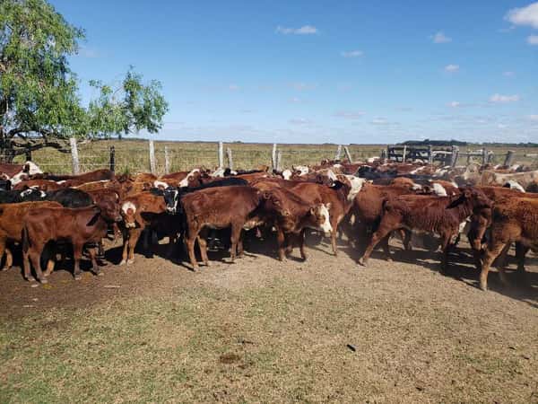 Lote 80 Vacas de invernar en Empedrado, Corrientes
