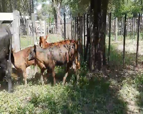 Lote 8 Vacas nuevas en Gral. Lamadrid, Buenos Aires
