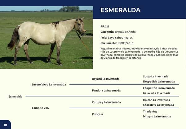 Lote RP 111 - Esmeralda