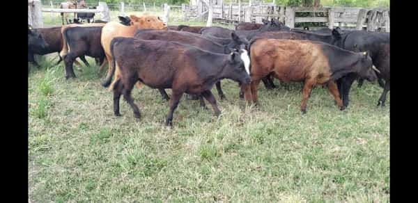 Lote 30 Terneros/as en Entre Ríos, Villaguay