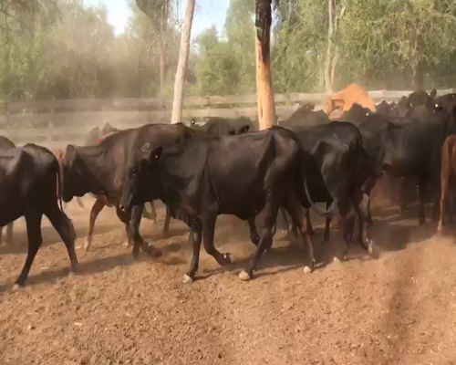 Lote 95 Vaquillonas C/ cria en Las Lomitas, Formosa