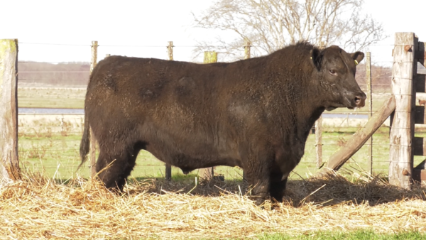 Lote TOROS PUROS POR CRUZA