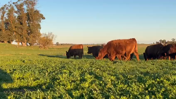 Lote 150 Vaquillonas PC preñadas en Buenos Aires, Tres Arroyos