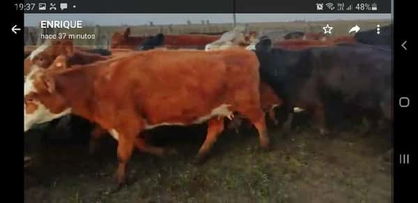 Lote 53 Vacas nuevas C/ cria en Villaguay, Entre Ríos