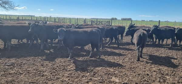 Lote 50 Vaquillonas en Coronel Dorrego