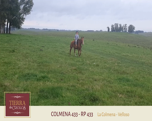 Lote Colmena 433 (RP 433) - Cabaña La Colmena