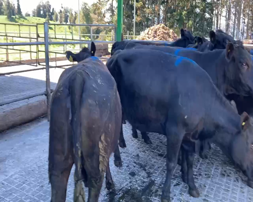 Lote 15 Vaca Gorda en Puerto Varas, X Región Los Lagos