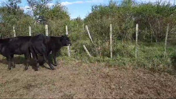 Lote (Vendido)11 Terneras Angus a remate en 10º Subasta - CAB  225kg -  en Colonia Arrue