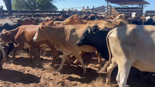 Lote 85 Vacas de invernar en Juan José Castelli, Chaco