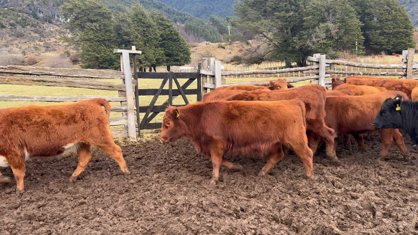 Lote 20 Vaquilla Engorda en Coyhaique, XI Región Aysén