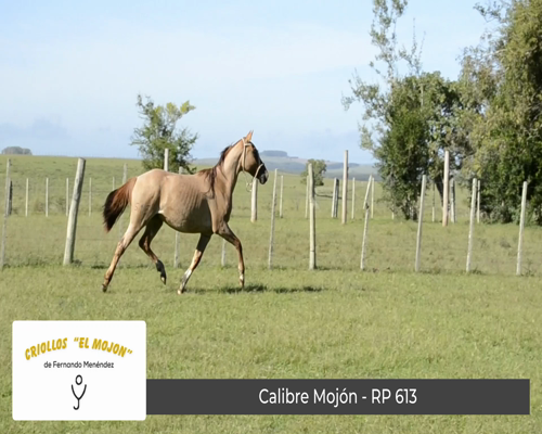Lote Calibre Mojón (RP 613)