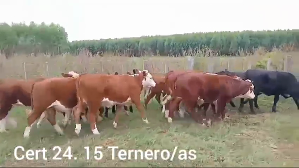 Lote TERNEROS Y TERNERAS