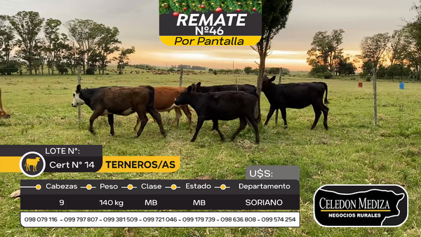 Lote 9 Terneros y Terneras en Otra Localidad, Soriano